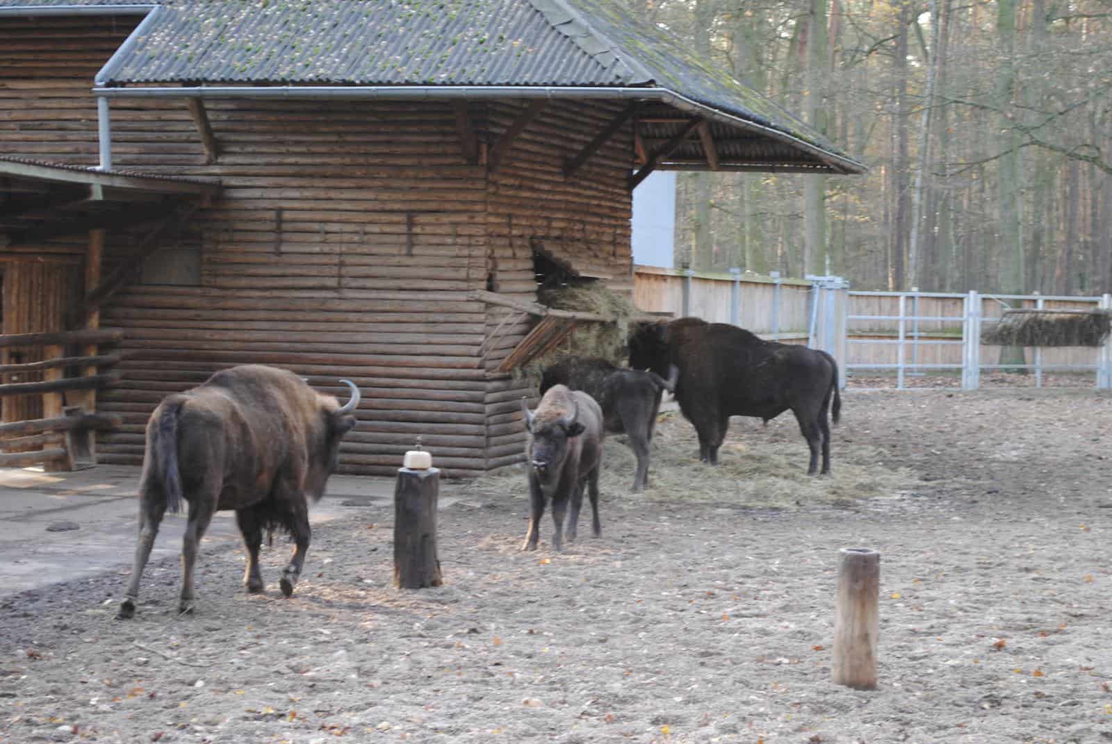 Zamek i park GOŁUCHÓW - zagrodę żubrów – daniele - dziki - koniki polskie