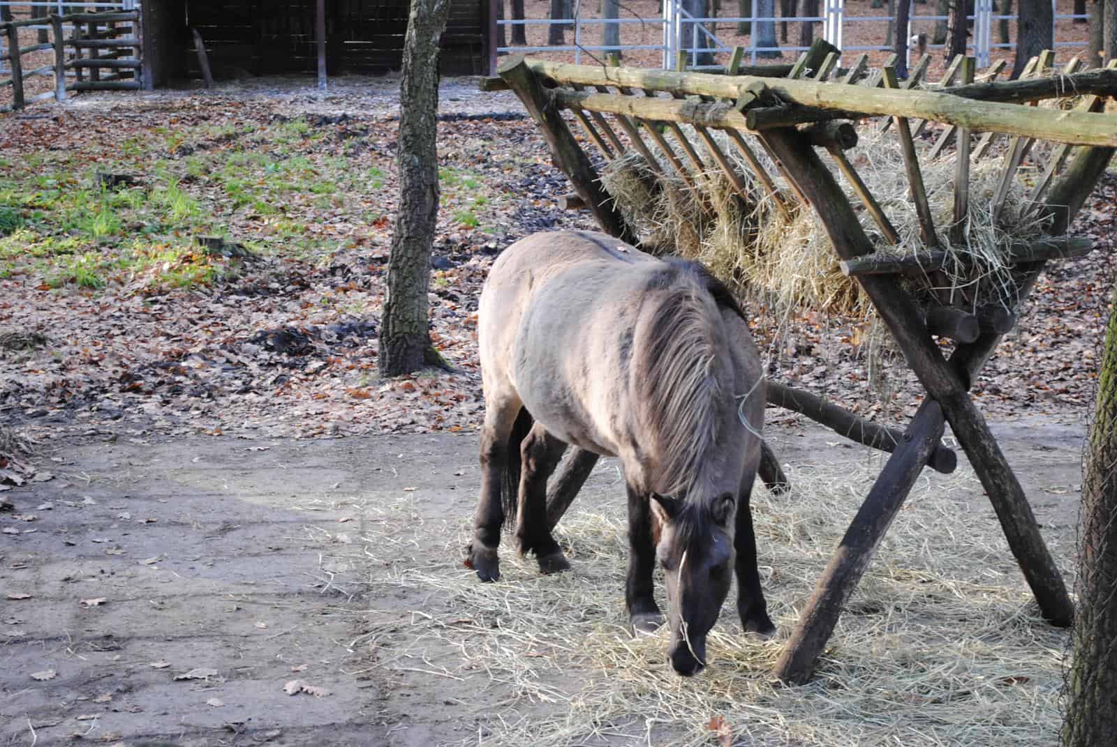 GOŁUCHÓW Park angielski - zagrodę żubrów – daniele - dziki - koniki polskie