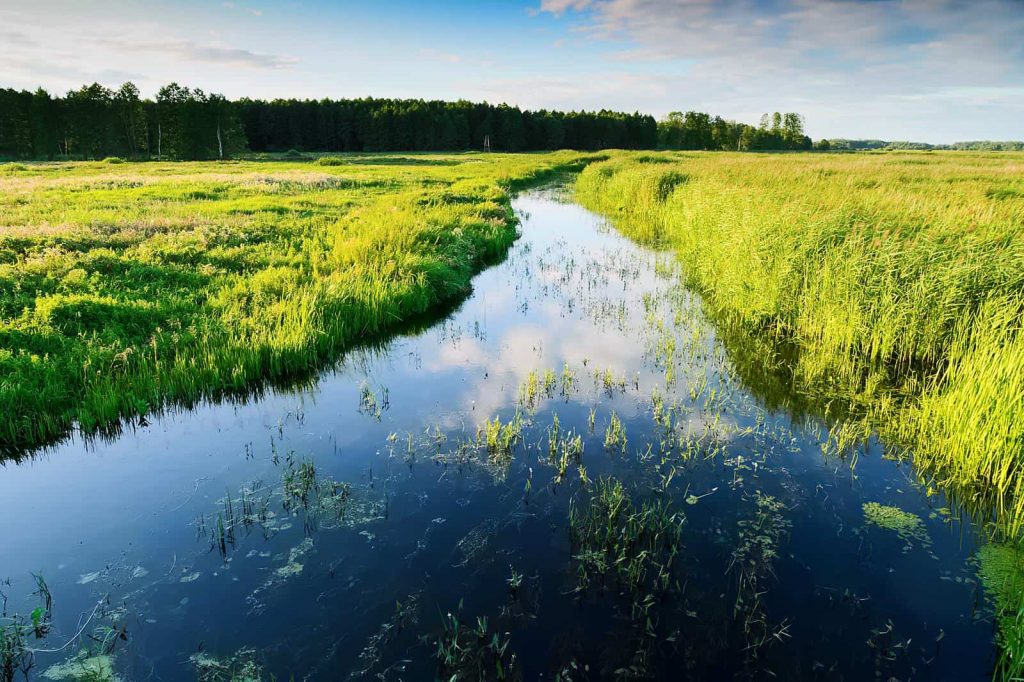 Wycieczka szkolna na Podlasie – zwiedzanie rezerwatu Łosia