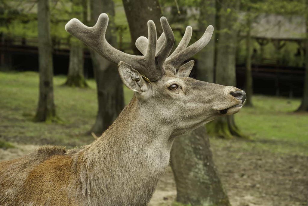 Wycieczki szkolne na Podlasie – zwiedzanie Białowieży