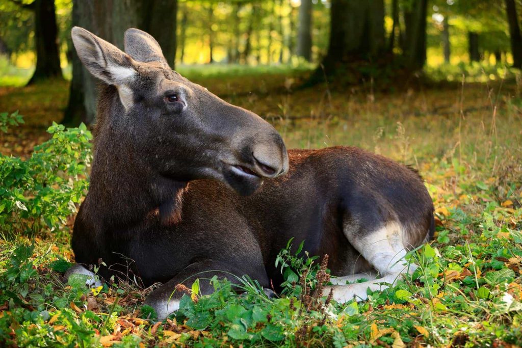 Wycieczki szkolne na Podlasie – zwiedzanie rezerwatu Łosia