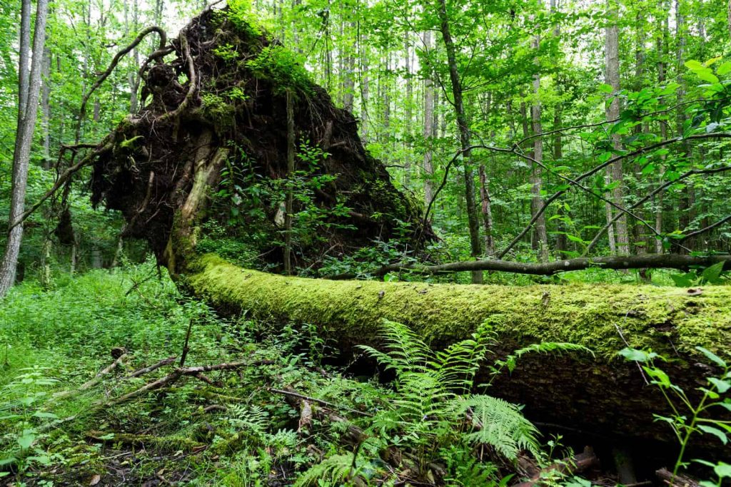 Wycieczki szkolne Puszcza Białowieska