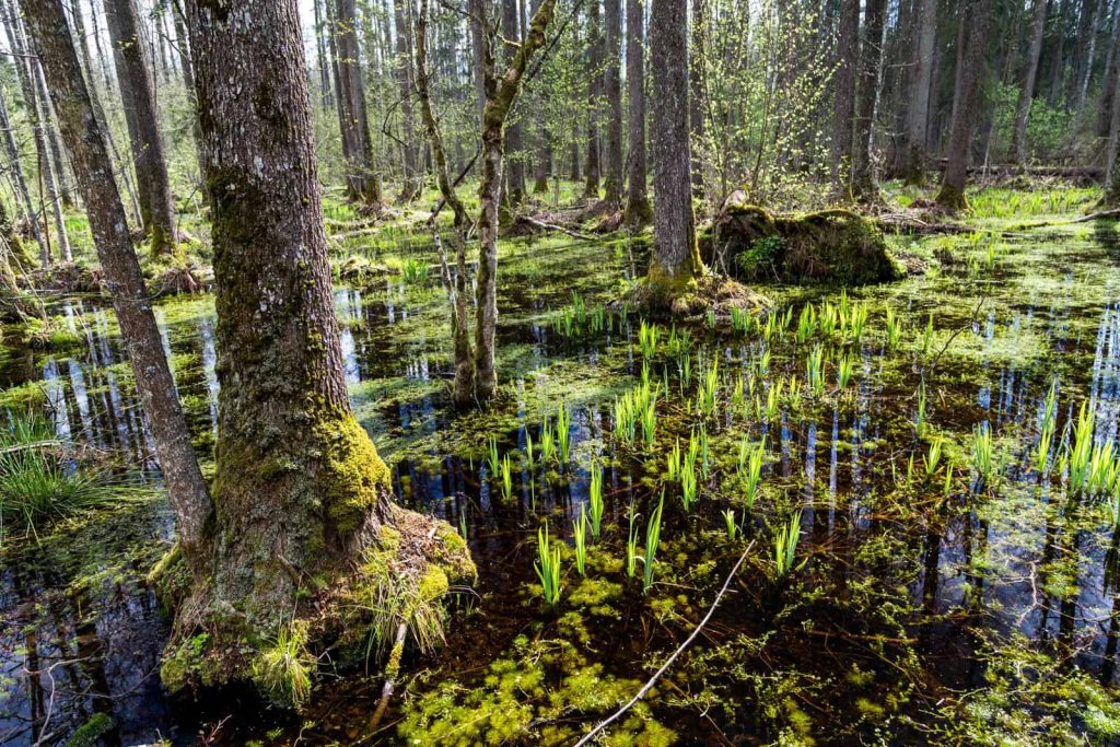 Wycieczka szkolna na Podlasie