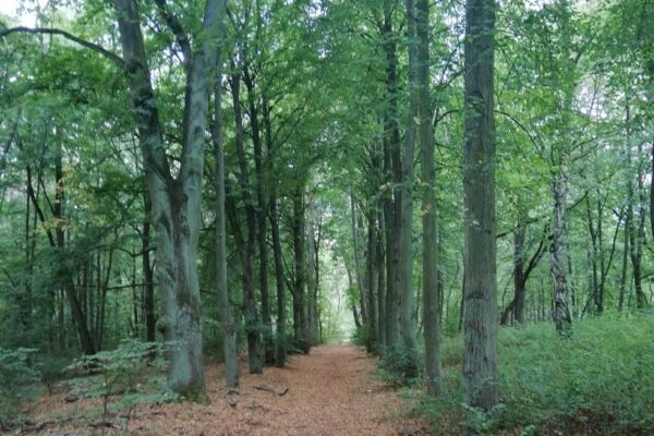 Wycieczki szkolne po Wielkopolskim Parku Narodowym Wycieczki Wielkopolski Park Narodowy