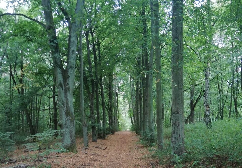 Wycieczki Wielkopolski Park Narodowy