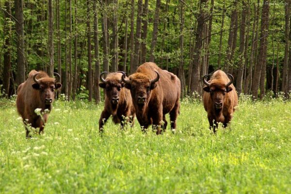 Podlasie i do Białowieży